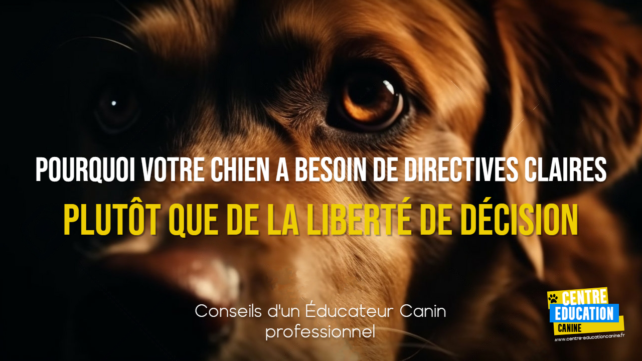 Comment rendre ton chiot propre rapidement et efficacement